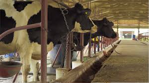 What is Feed Industry Bentonite?